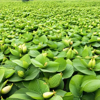 প্রোটিন হজমে সহায়ক পেঁপের প্যাপেইন