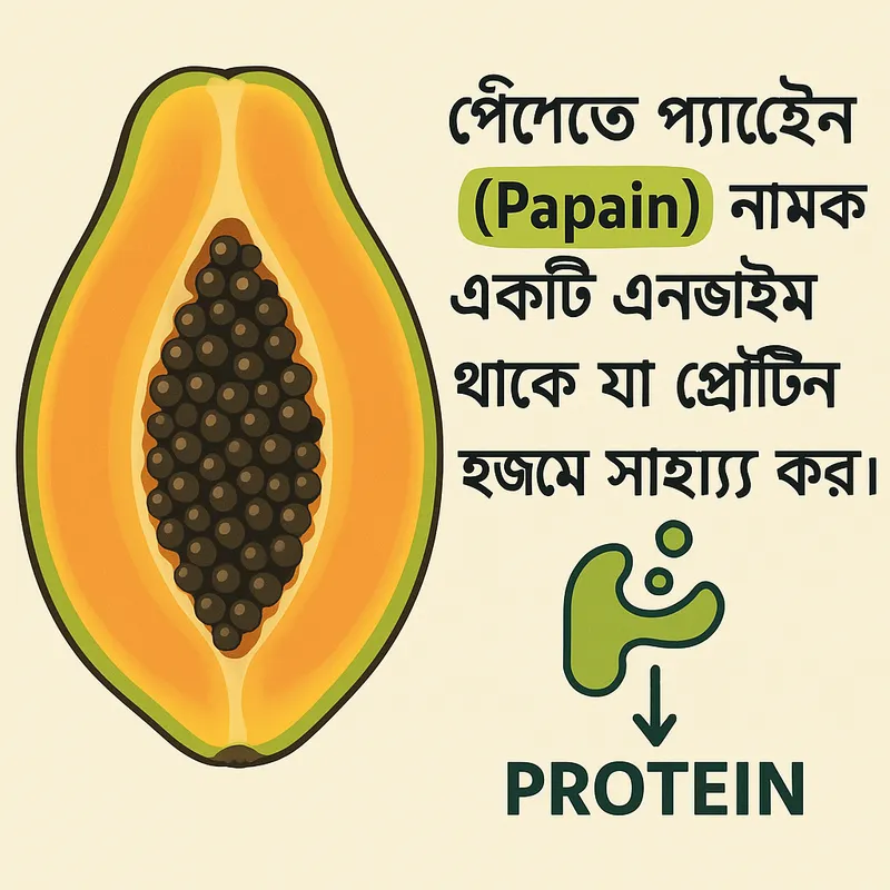 প্রোটিন হজমে সহায়ক পেঁপের প্যাপেইন - : পেঁপেতে প্যাপেইন (Papain) নামক একটি এনজাইম থাকে যা প্রোটিন হজমে সাহায্য করে। - AI image generated with GPT Image