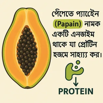 প্রোটিন হজমে সহায়ক পেঁপের প্যাপেইন