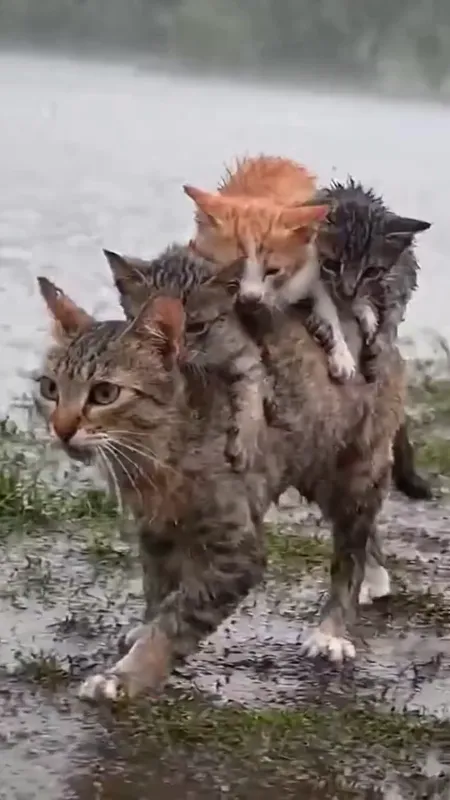 A Mother's Struggle: Cat and Kittens in the Flood - A realistic, poignant video showing a determined mother cat carrying her soaked kittens on her back. The kittens cling tightly to her as she carefully navigates a muddy, flooded high ground, with rain still falling and torrents flowing all around them. The movements of the cat and her kittens are natural and lifelike, capturing their struggle and resilience amidst harsh conditions. - AI video generated with Sora 2