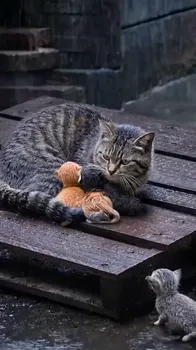 Cold Rain: Rejected Kitten Watches