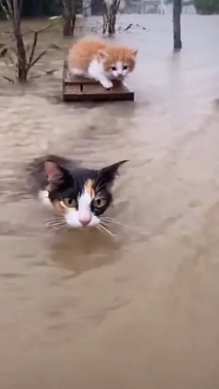 Flood: Mother Cat's Heartbreaking Plea - A cat is swept away by floodwaters, her kitten tossed about in a high place, emitting a sad meow for her offspring in a heartbreaking and realistic scene. - AI video generated with Sora 2