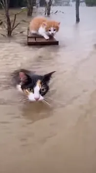 Flood: Mother Cat's Heartbreaking Plea