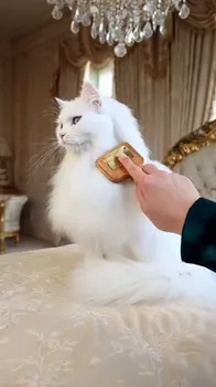 Grooming a White Cat in Luxury Bedroom