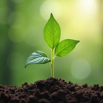 Healing Sprout Insight