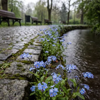 Macro: Blue Flowers by Rainy Creek