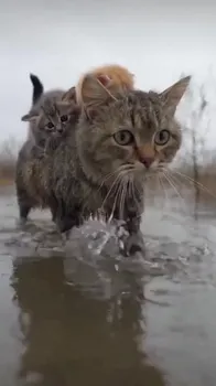Mother Cat's Courage: Crossing the Flood
