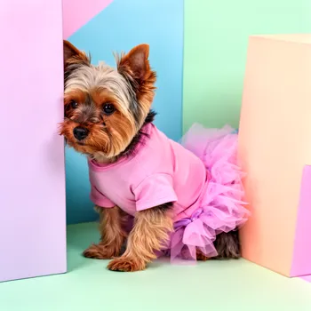 Pastel Yorkie Hiding in Tutu