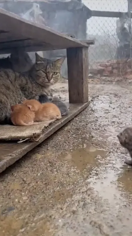 Rainy Night: Mother Cat Chases Kitten - A cat nursing her kittens, and when a small kitten approaches her, she chases it away. It stays away and watches her in a very realistic, cold, rainy atmosphere. - AI video generated with Sora 2