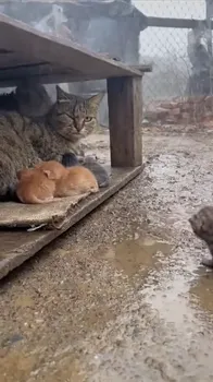 Rainy Night: Mother Cat Chases Kitten