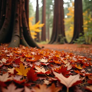 Redwood Forest in Autumn