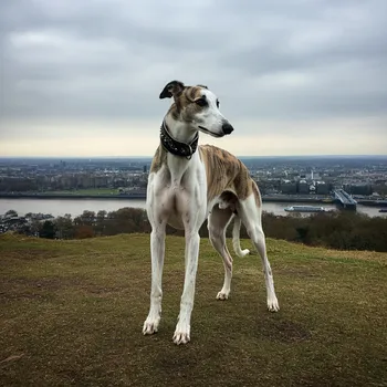 Regal English Greyhound