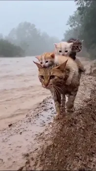 Resilient Cat Mother Amidst the Flood