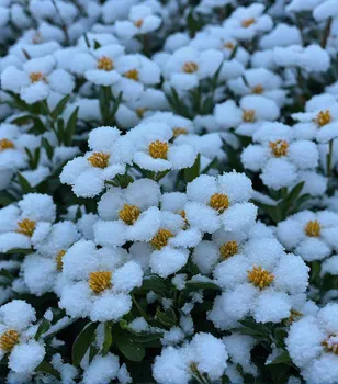 Snow Blooms