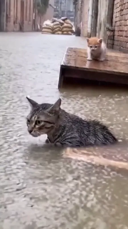 Stranded Mother Cat in Flood - A cat is swept away by floodwaters, her kitten tossed about in a high place, emitting a sad meow for her offspring in a heartbreaking and realistic scene. - AI video generated with Sora 2