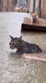 Stranded Mother Cat in Flood