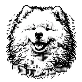 Unrefined Samoyed Head Drawing