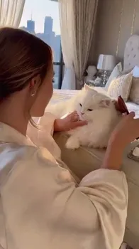 White Cat Grooming in Luxurious Bedroom