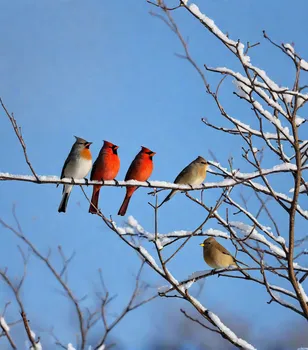 Winter Birds in Snow