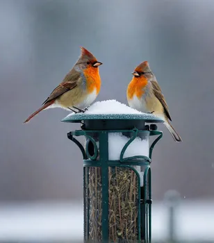 Winter Birds in Snow