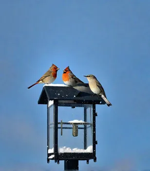 Winter Birds in Snow